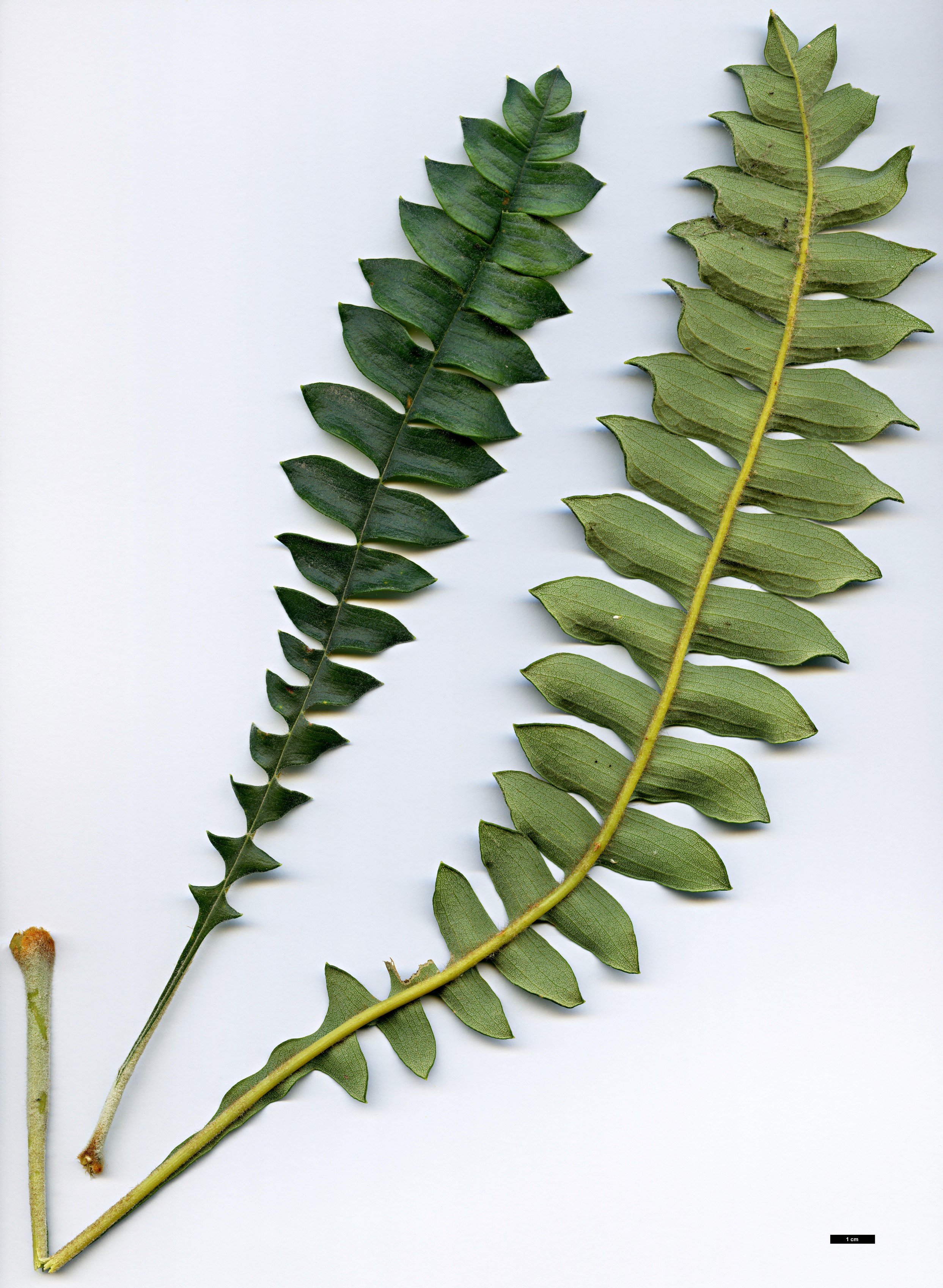 High resolution image: Family: Proteaceae - Genus: Dryandra - Taxon: drummondii - SpeciesSub: subsp. drummondii